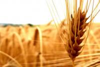 Украина в прошлом году экспортировала в Египет более 5,5 млн тонн зерновых