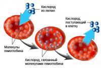 Низкий гемоглобин: симптомы и неочевидные нюансы питания